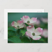 花 | Dogwoodの花 ポストカード (正面/裏面)