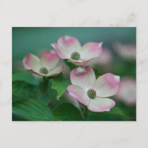 花 Dogwoodの花 ポストカード