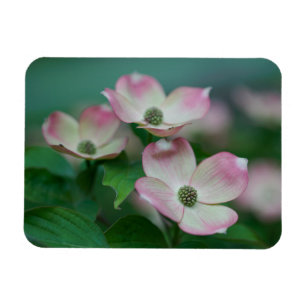 花 Dogwoodの花 マグネット