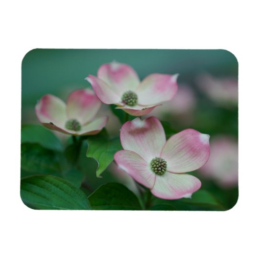 花 | Dogwoodの花 マグネット (横)