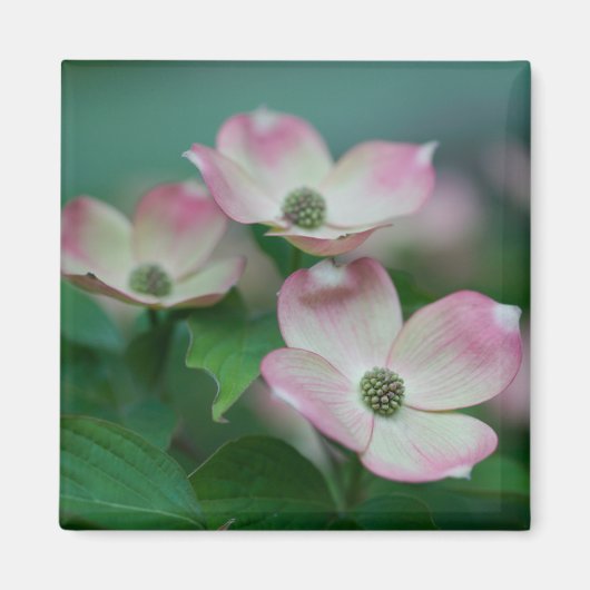 花 | Dogwoodの花 マグネット (正面)