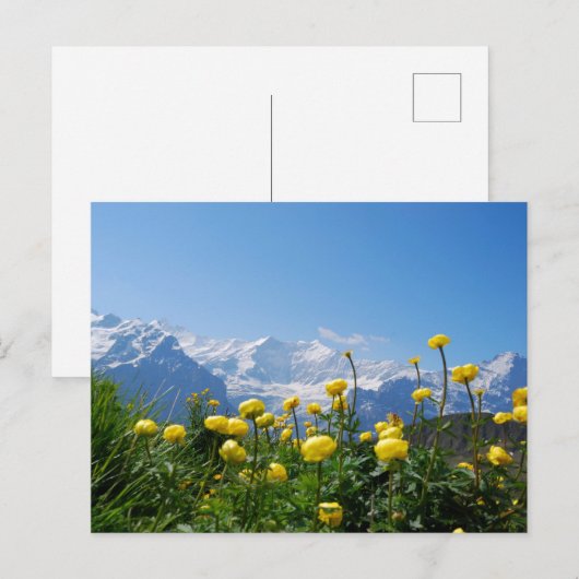 花 | Eiger Monch Swiss Alps ポストカード (正面/裏面)