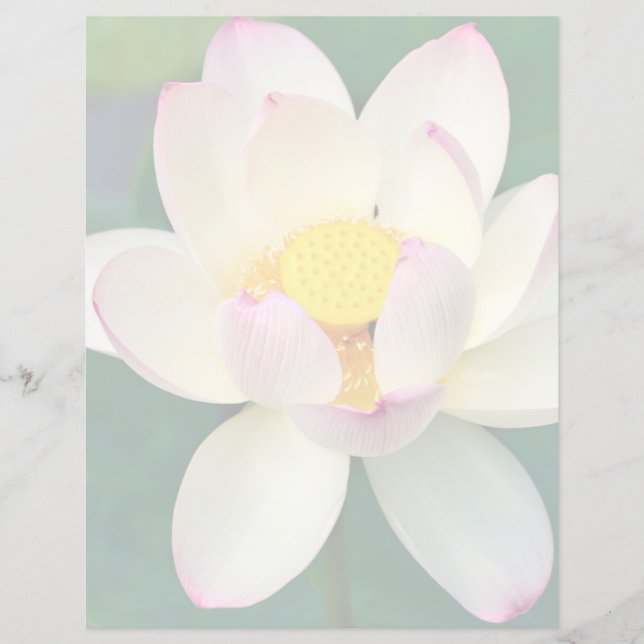 花 | Lotus Water Flower (正面)