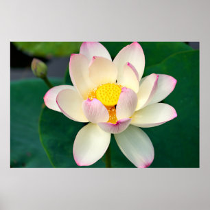 花 Lotus Water Flower ポスター