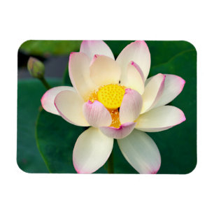 花 Lotus Water Flower マグネット