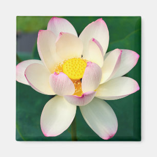 花 Lotus Water Flower マグネット