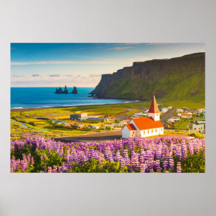 花 Lupines in Southern Iceland開花 ポスター