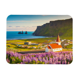 花 Lupines in Southern Iceland開花 マグネット