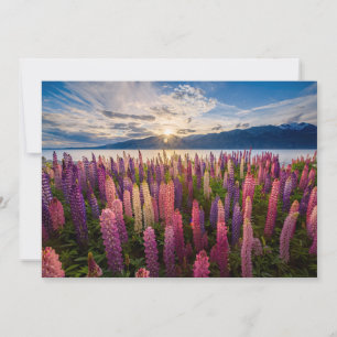 花 Lupines New Zealand サンキューカード