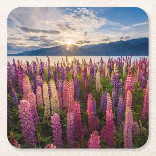 花 Lupines New Zealand スクエアペーパーコースター