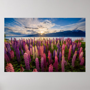 花 Lupines New Zealand ポスター