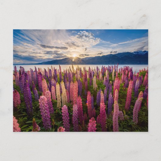 花 | Lupines New Zealand ポストカード (正面)