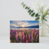 花 | Lupines New Zealand ポストカード (スタンド正面)