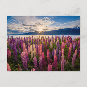 花 Lupines New Zealand ポストカード