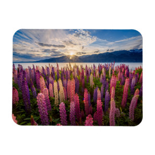 花 Lupines New Zealand マグネット