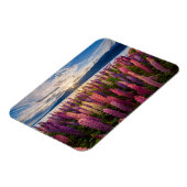 花 | Lupines New Zealand マグネット (左側)