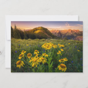 花 Mountain Meadow Crested Butte Colorado サンキューカード