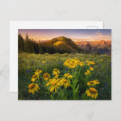 花 Mountain Meadow Crested Butte Colorado ポストカード (正面/裏面)