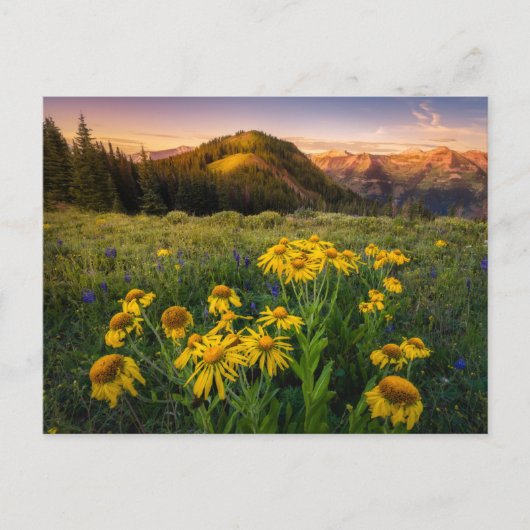 花 Mountain Meadow Crested Butte Colorado ポストカード (正面)