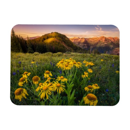 花 Mountain Meadow Crested Butte Colorado マグネット (横)