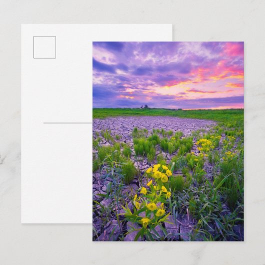 花 | North Dakota Red River Valley ポストカード (正面/裏面)