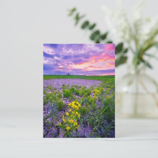 花 | North Dakota Red River Valley ポストカード (スタンド正面)