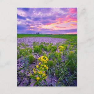 花 North Dakota Red River Valley ポストカード