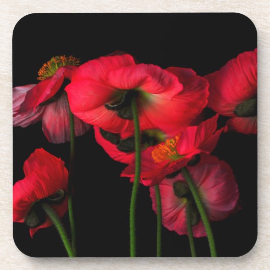 花 | Red Poppies コースター (正面)