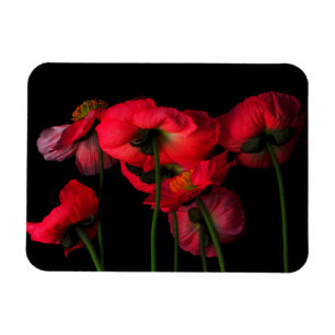 花 Red Poppies マグネット