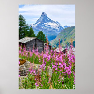 花 Summer Matterhorn Switzerland ポスター