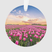 花 | Tulips South Holland,オランダ オーナメント (正面)
