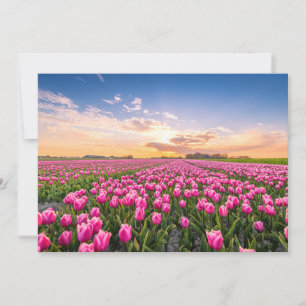 花 Tulips South Holland,オランダ サンキューカード