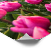 花 | Tulips South Holland,オランダ ポスター (角)