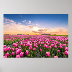 花 Tulips South Holland,オランダ ポスター