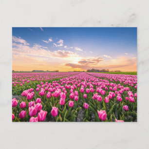 花 Tulips South Holland,オランダ ポストカード