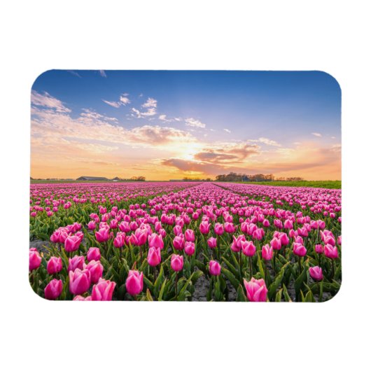 花 | Tulips South Holland,オランダ マグネット (横)