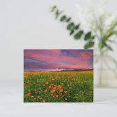 花 | Wildflower Field雪をかぶった山々 ポストカード (スタンド正面)