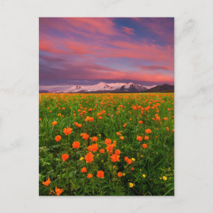 花 Wildflower Field雪をかぶった山々 ポストカード