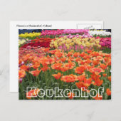 花Keukenhof，オレンジ，黄色と赤 ポストカード (正面/裏面)