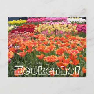 花Keukenhof，オレンジ，黄色と赤 ポストカード