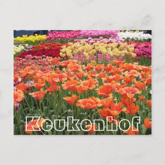 花Keukenhof，オレンジ，黄色と赤 ポストカード (正面)