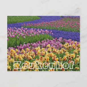 花Keukenhof,チューリップのストリーム ポストカード