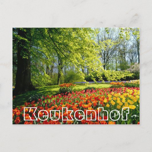 花Keukenhof,,木とチューリップ ポストカード (正面)