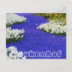 花Keukenhof,白と紫 ポストカード
