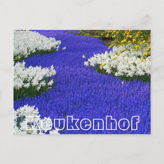 花Keukenhof,白と紫 ポストカード (正面)