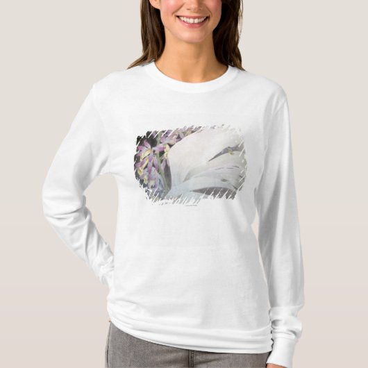 花Seires II Phaiuses Tシャツ (正面)