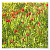 芸術的牧草地ポピーの風景 フォトプリント (正面)