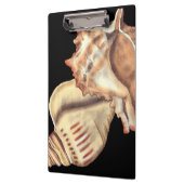 芸術的貝殻 クリップボード (左)