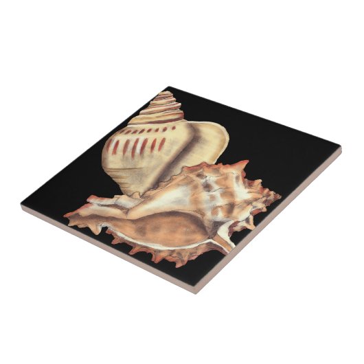 芸術的貝殻 タイル (側面)