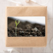 芽が出ている ラベル (インサイチュ)